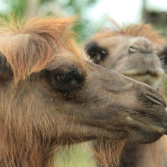 Camel