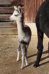 Baby Animals in Styria