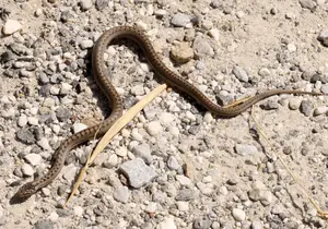 Boa constrictor