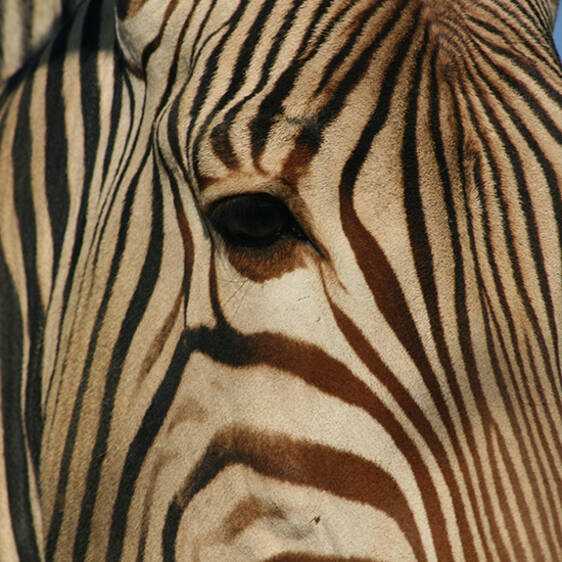 Zebra at the zoo in Styria