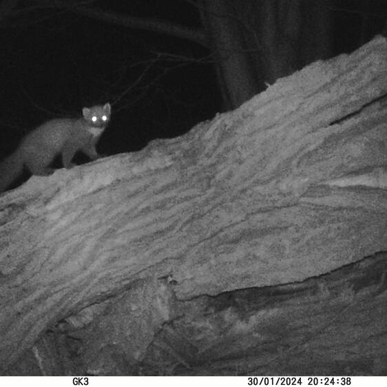 Pine Marten at Tierwelt Herberstein (c) Gernot Kunz