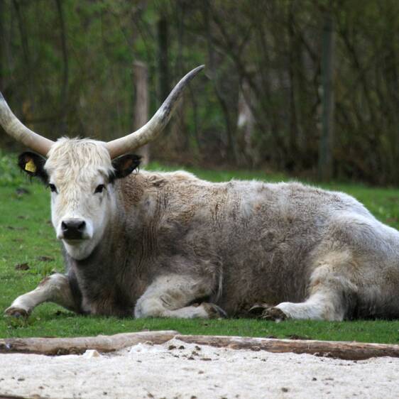 Hungarian Steppe Cattle