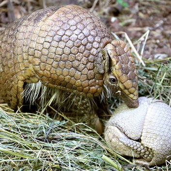 Young armadillo