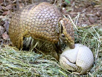 Young armadillo
