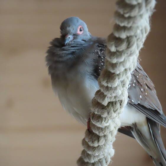 Diamond Dove at Herberstein Wildlife Park