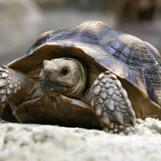Spurred Tortoise in Styria
