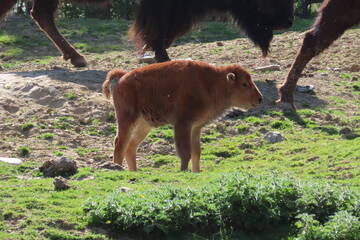 Baby Animals in Styria