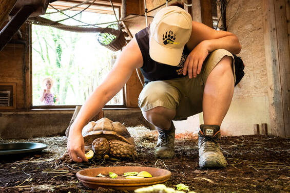 Buckets full of food for the scheduled feedings of the turtles at Tierwelt Herberstein. Copyright by Andreas Litzellachner