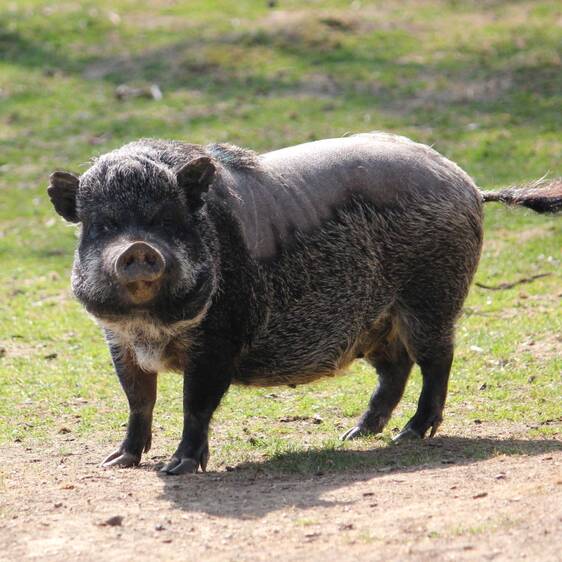 Mini pig at the petting zoo