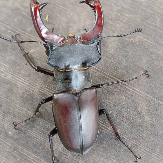 Stag beetle at Tierwelt Herberstein (c) Lattinger