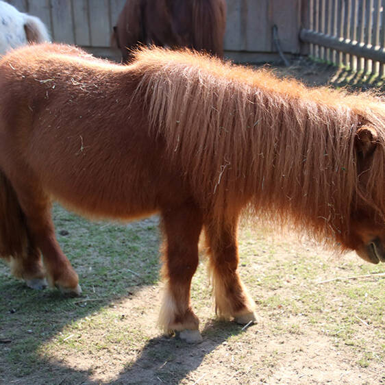 Mini Appaloosa