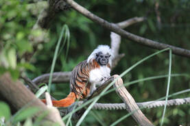 Lisztaffe at Herberstein Wildlife Park