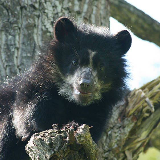 Spectacled Bear in Styria