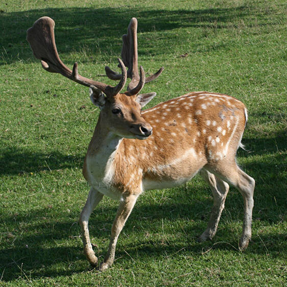 Fallow deer