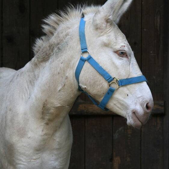 White Baroque donkey at the petting zoo