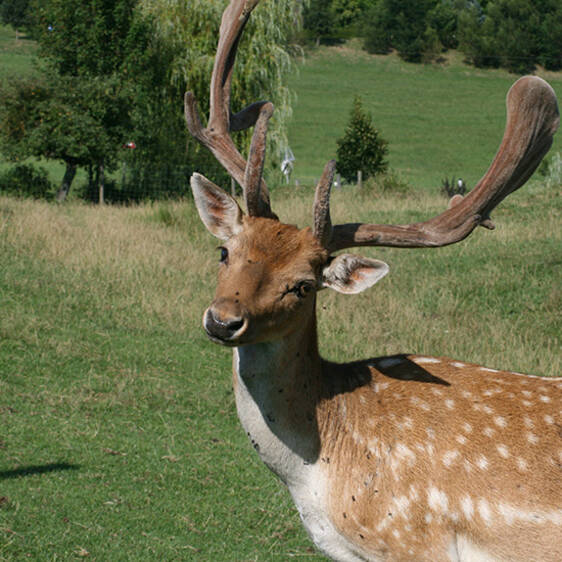 Fallow deer