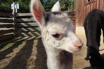 Baby Animals in Styria