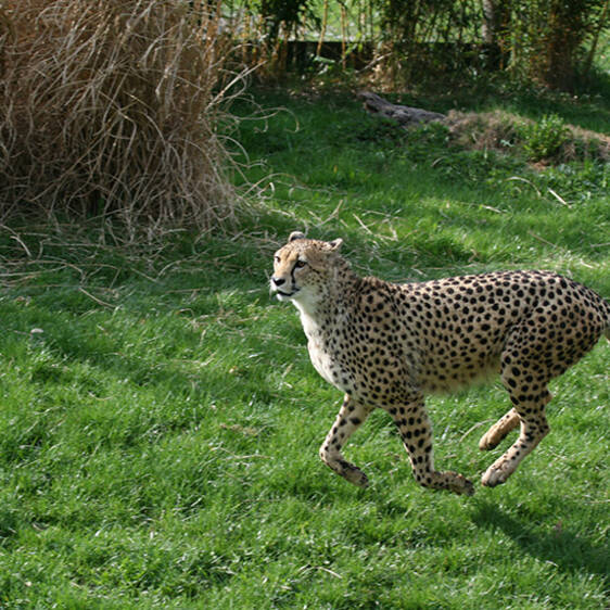 Cheetah at the zoo in Styria