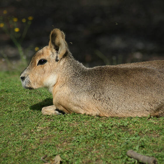 Mara at the Zoo in Styria