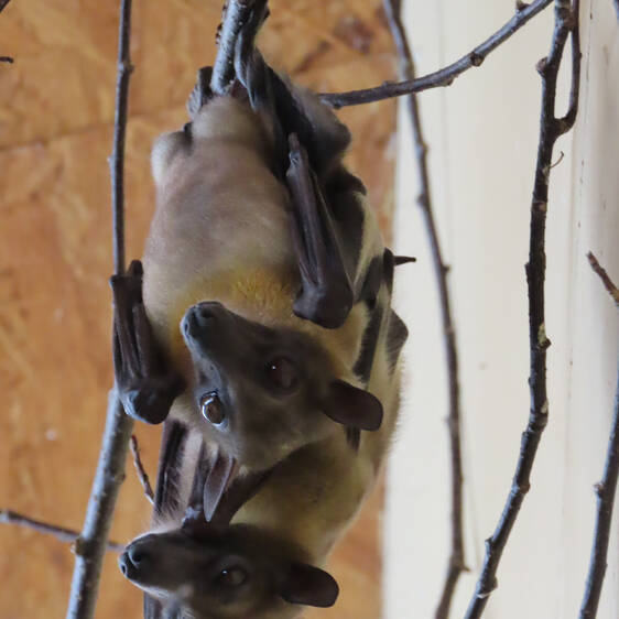 Palm Flying Fox at Herberstein Wildlife Park
