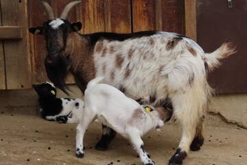 Baby Animals in Styria