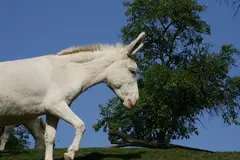 Albino donkey