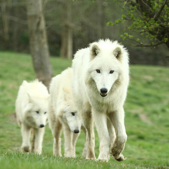 Arctic Wolf in Styria