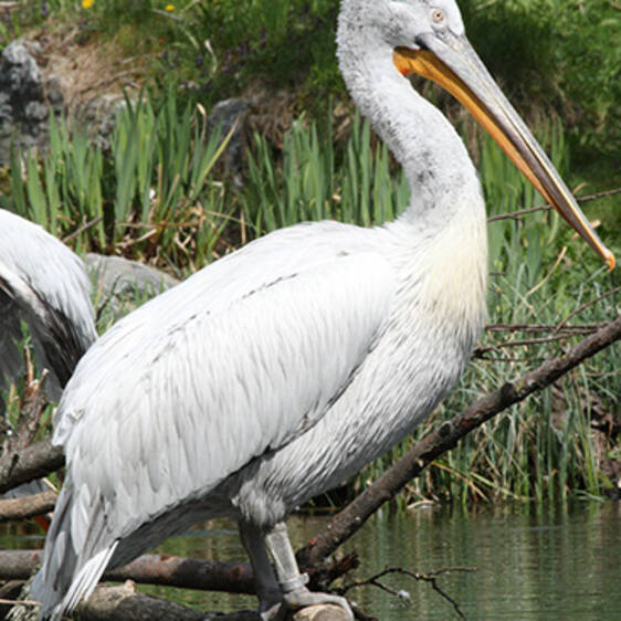 Crested Pelican
