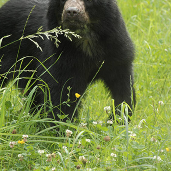 Spectacled Bear in Styria