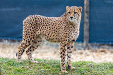 The Cheetah in Gerberstein's World of Animals (c) Harry Schiffer