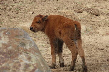 Baby Animals in Styria