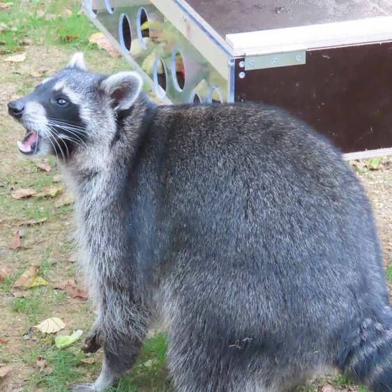 Raccoon in Styria