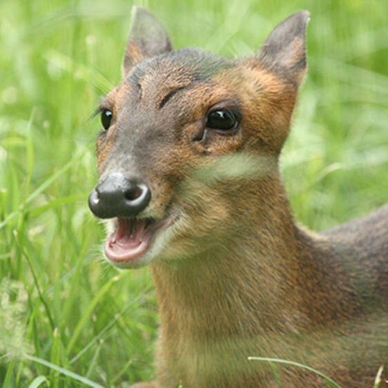 Chinese Muntjac