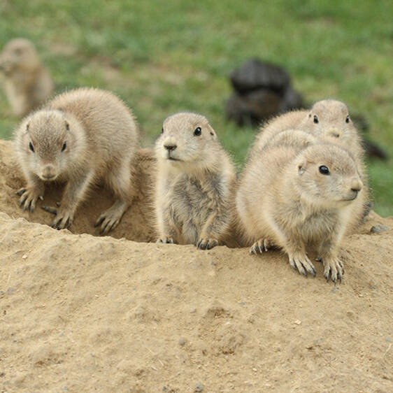 Prairie Dog in Styria