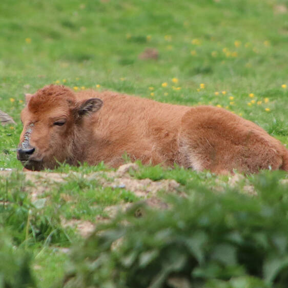 Young bison at Tierwelt Herberstein