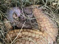 Spiny armadillo at Herberstein Wildlife Park