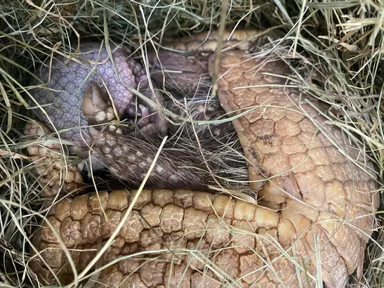 New Arrivals Among the Spiny Armadillos
