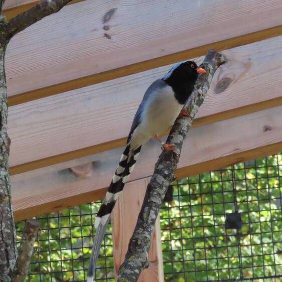 Red-billed Bunting at Herberstein Wildlife Park