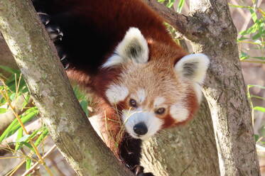 Red Panda at Herberstein Wildlife Park