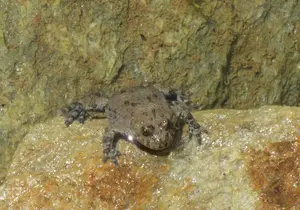 Yellow-bellied Toad