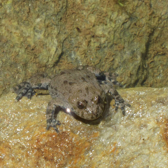 Yellow-bellied Toad at Tierwelt Herberstein