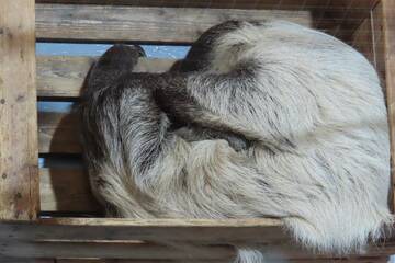 Baby sloth at Herberstein Wildlife Park