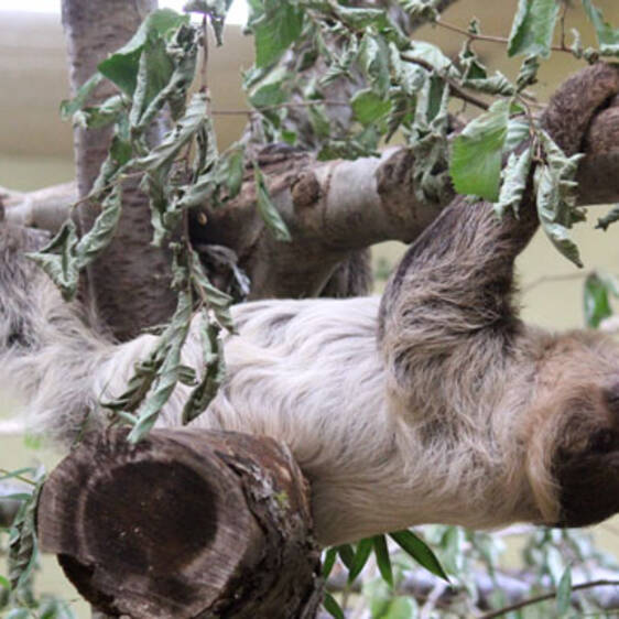 Two-toed sloth in Styria