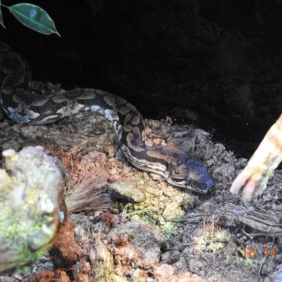 Southern Madagascar Boa