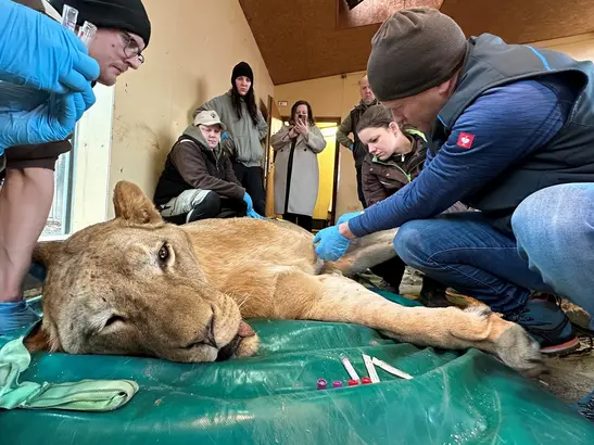 The Young Lions Are in Poor Shape