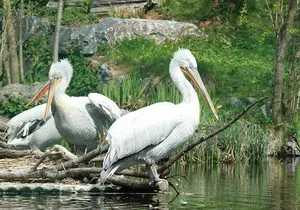 Crested Pelican
