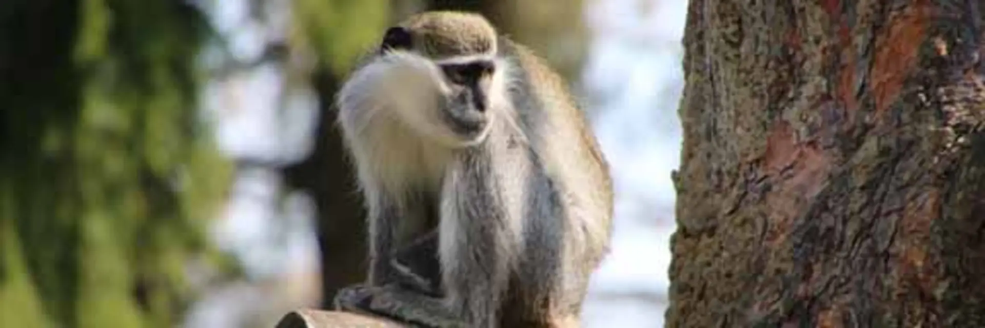 Green monkey at Herberstein Wildlife Park
