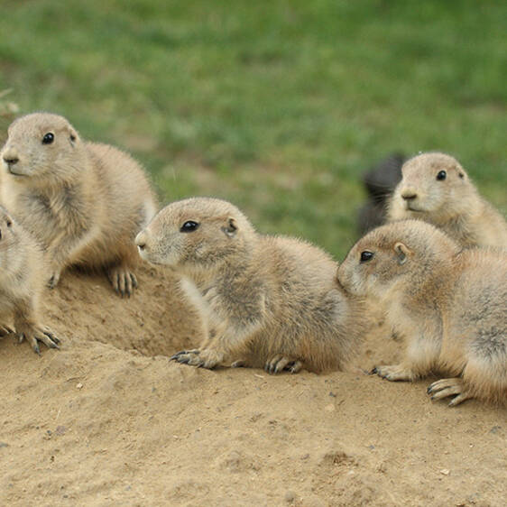 Prairie Dog in Styria
