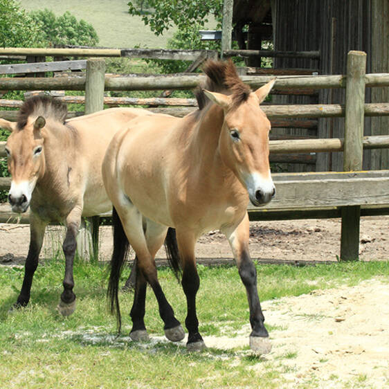 Przewalski's Wild Horse