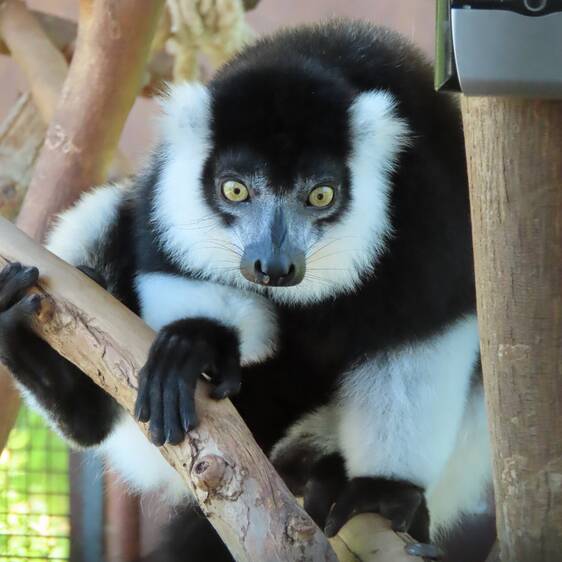 Black-and-white Vari in Styria